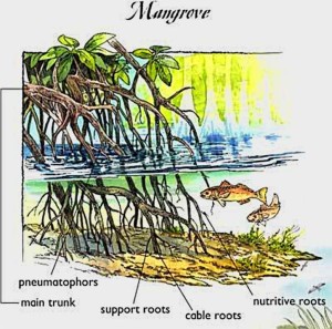 FISH MANGROVE