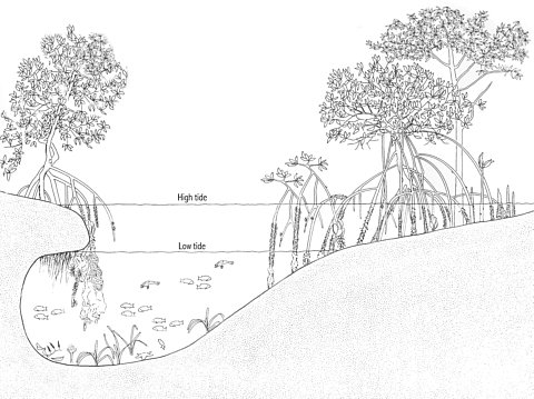 mangrove tree diagram