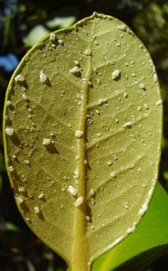 Salt crystals formed on grey mangrove leaf