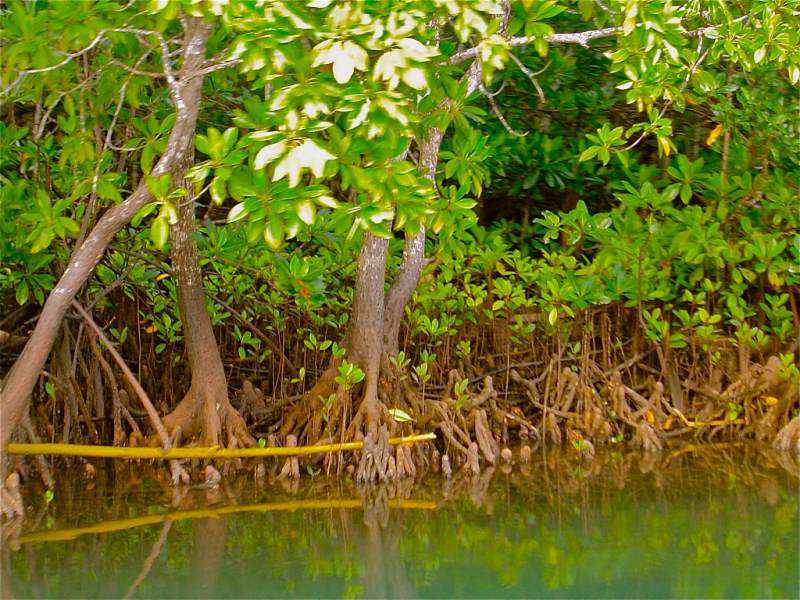 Home - Mangroves for Fiji